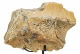 Fossil Dinosaur Skull Section w/ Metal Stand - South Dakota #304824-1